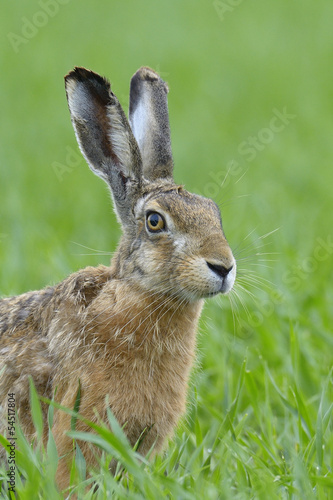Brown hare portrait