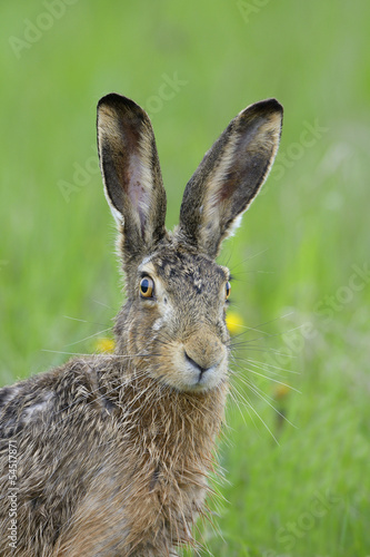Brown hare portrait © Ana Gram