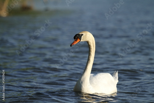 cygne de face