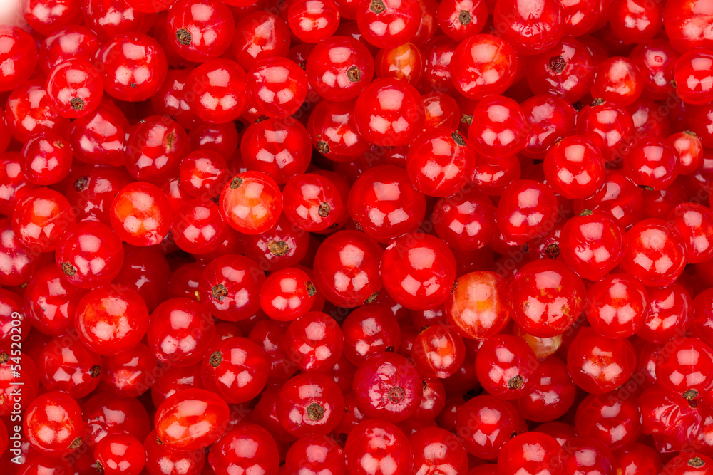 Redcurrant background Redcurrant background