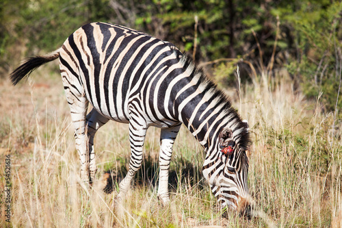 Single wounded zebra grazing between tall grass