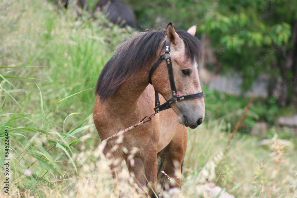 Obraz premium Lonely Horse