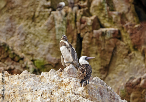 Young Penguin and A Booby on a rock