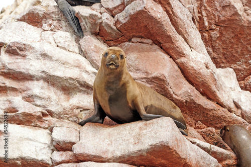 female sea lion on coastal rocks