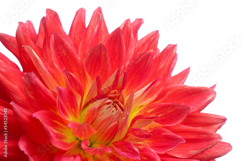 Red dahlia flower isolated on white