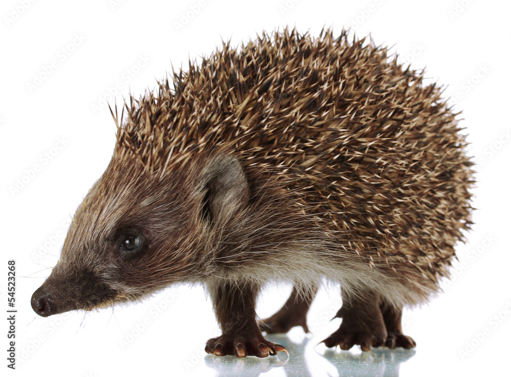Obraz premium Hedgehog, isolated on white