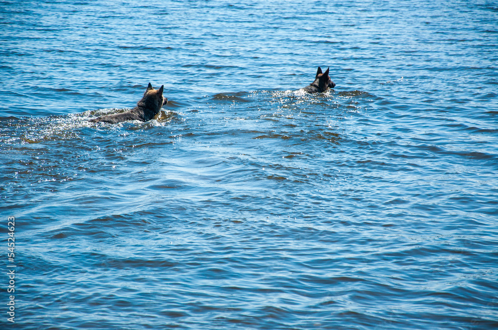 Fototapeta premium dog swimming in the lake