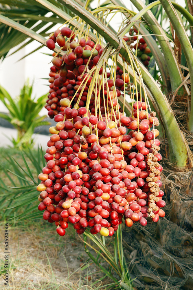 Closeup of the cluster of red dates Closeup of the cluster of red dates