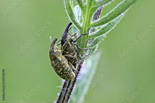 Rüsselkäfer (Larinus sturnus) bei der Paarung © Schmutzler-Schaub