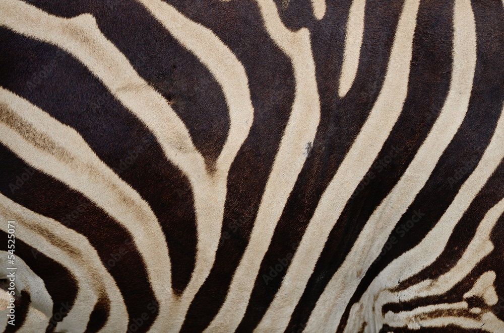 Common Zebra Common Zebra