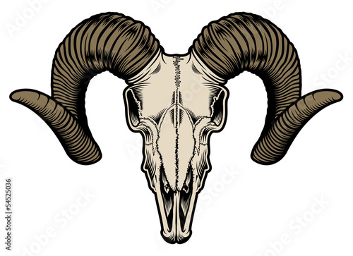 Goat Skull Vector