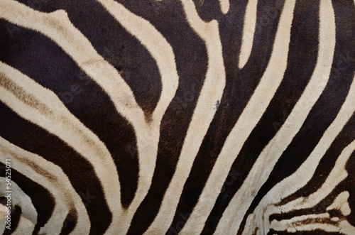 Common Zebra