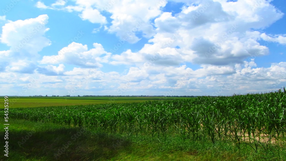 landscape with the sky and corn field. Without birds. landscape with the sky and corn field. Without birds.