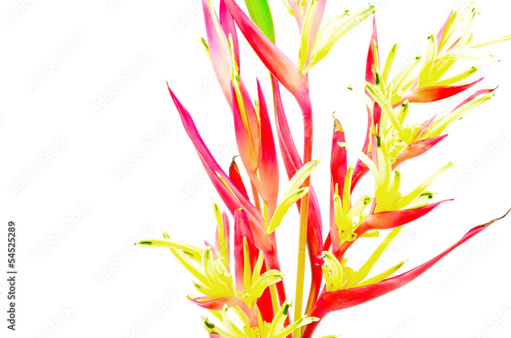 Obraz premium Heliconia 'Lady Di'