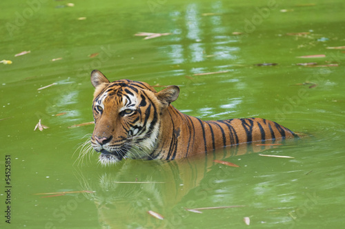 tiger swimming in the wild photo