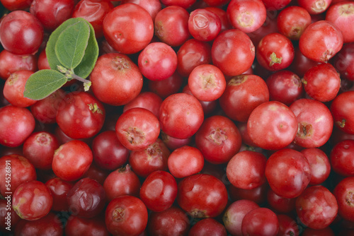 ripe red cranberries