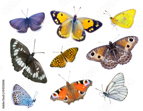 Beautiful varicoloured butterflies © Evgenia Tiplyashina
