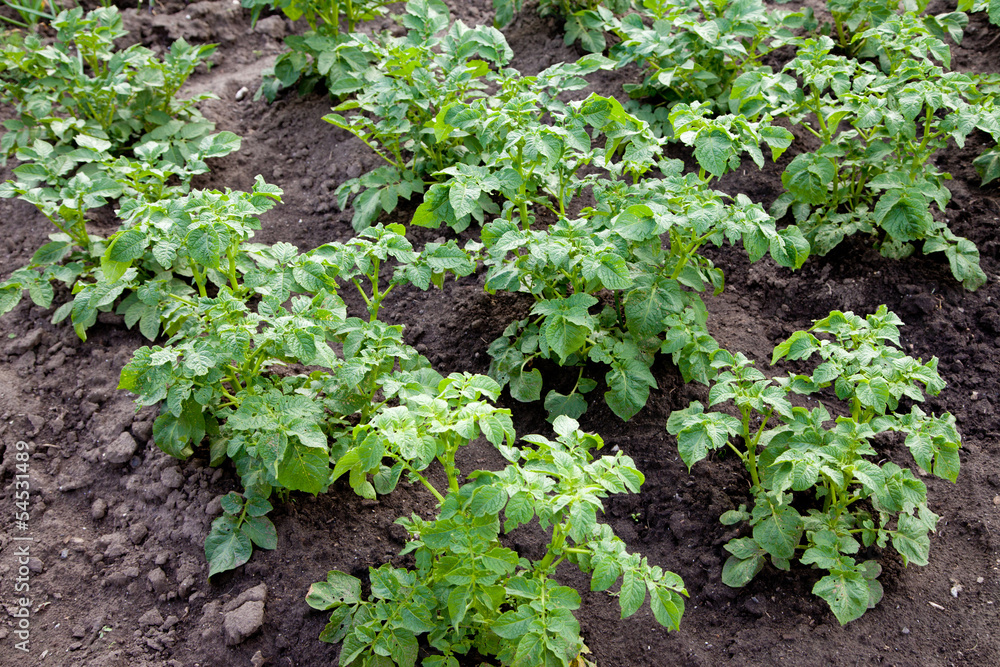 potatoes growing in the garden