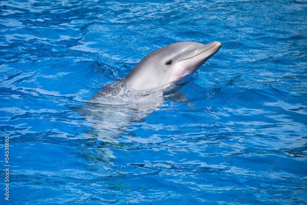 Naklejka premium Dolphins swim in the pool
