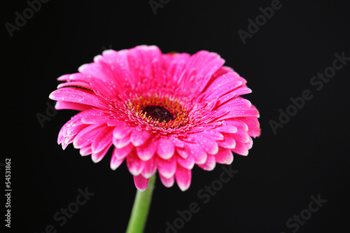 Beautiful pink gerbera flower on black background