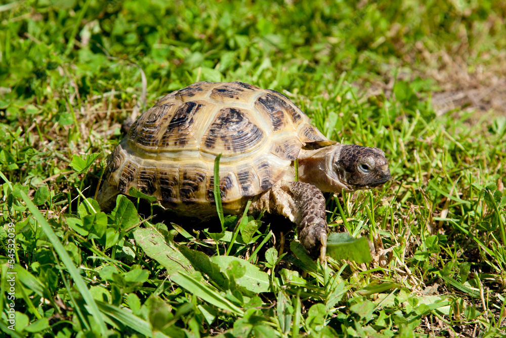 Turtle on grass Turtle on grass