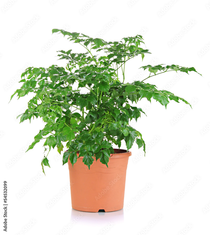 Beautiful flower in pot isolated on white Beautiful flower in pot isolated on white