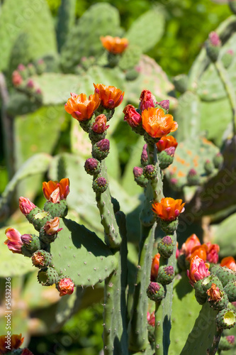 Bright yellow and orange flower of Prickly Pear  Chollas  cactus