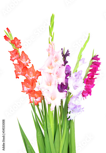 Fototapeta Naklejka Na Ścianę i Meble -  Beautiful gladiolus flower isolated on white