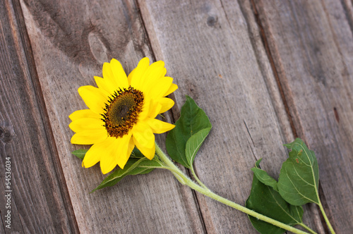 Sunflower on a wooden fence