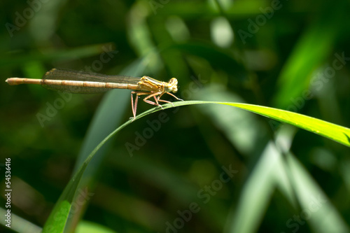 Libellula marrone su foglia