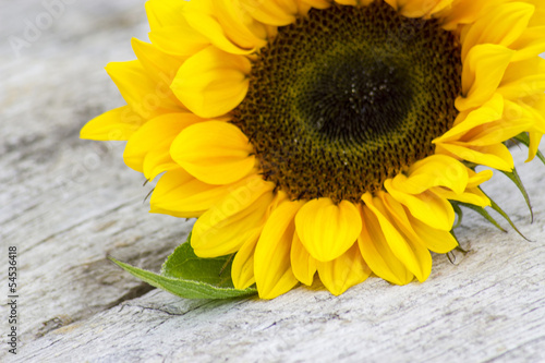 sunflower on old wooden background (Helianthus)