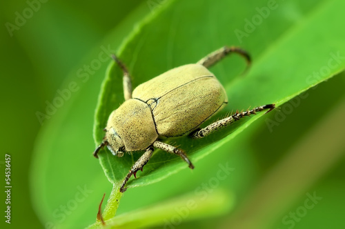 Yellow beetle on a green leaf. © strannik9211