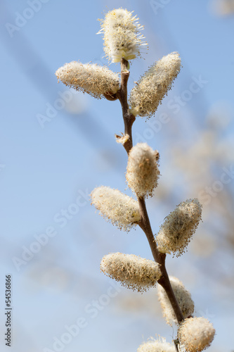 A pussy-willow