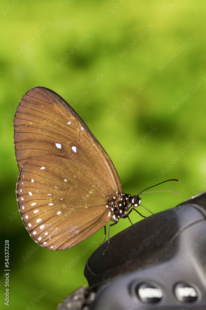 Fototapeta premium Long branded blue crow (Euploea algea) butterfly