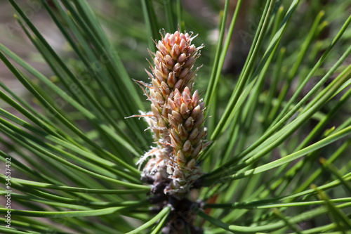 Pine Cone And Branches close up