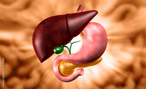 Human stomach and liver photo