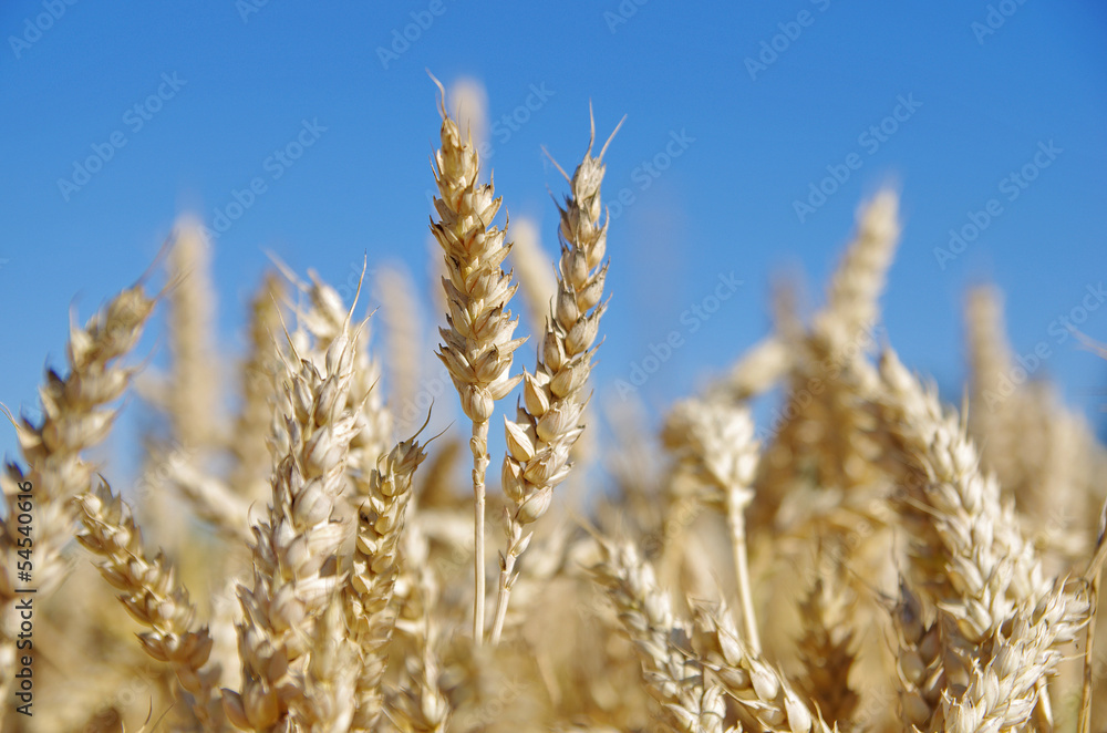 Wheat ears in the field and blue sky on the background Wheat ears in the field and blue sky on the background