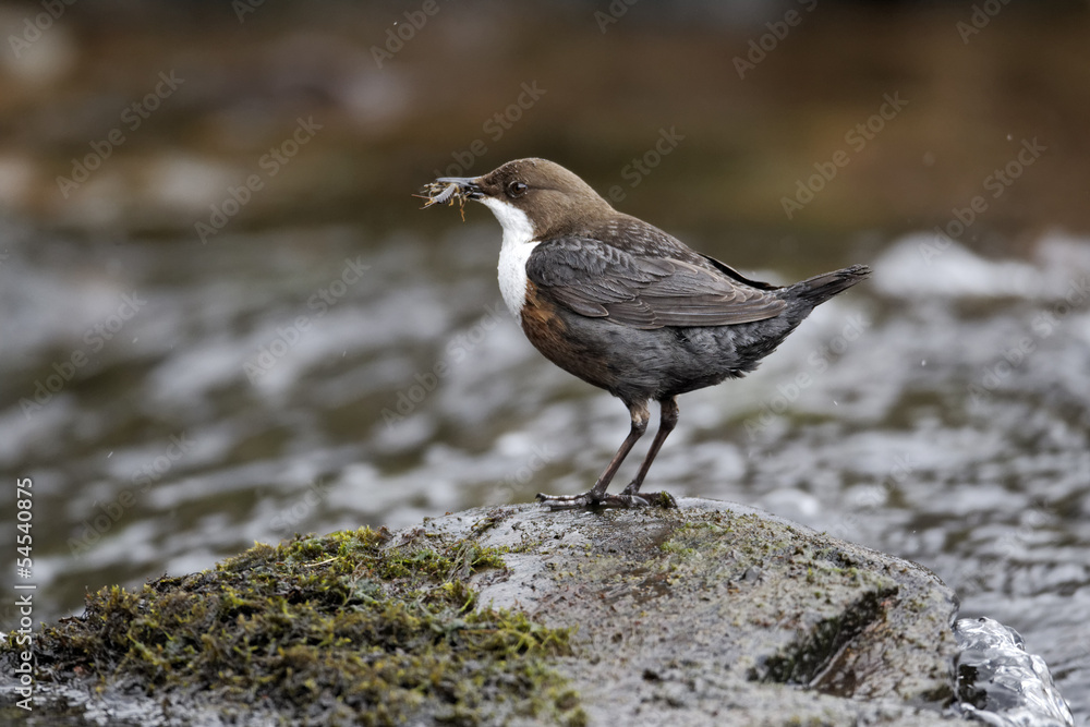 Dipper, Cinclus cinclus Dipper, Cinclus cinclus
