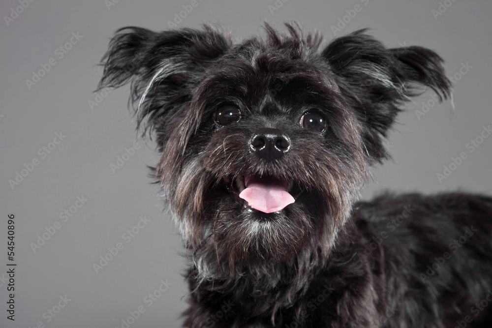 Black boomer dog. Studio shot against grey.