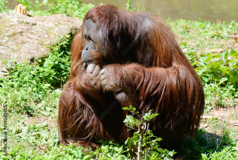 Obraz premium Orangutan thoughtful