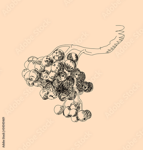 rowanberry hand drow