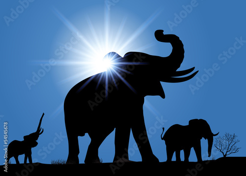 Elephant_Rayons de soleil