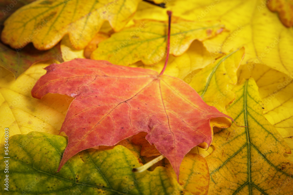 custom made wallpaper toronto digitaldifferent autumn leaves