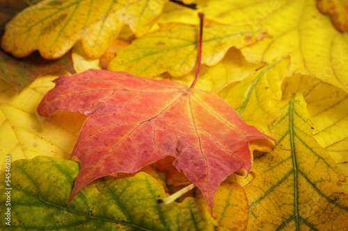 Wallpaper Mural different autumn leaves Torontodigital.ca
