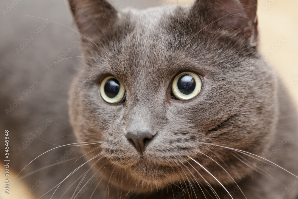 british shorthair cat close up portrait