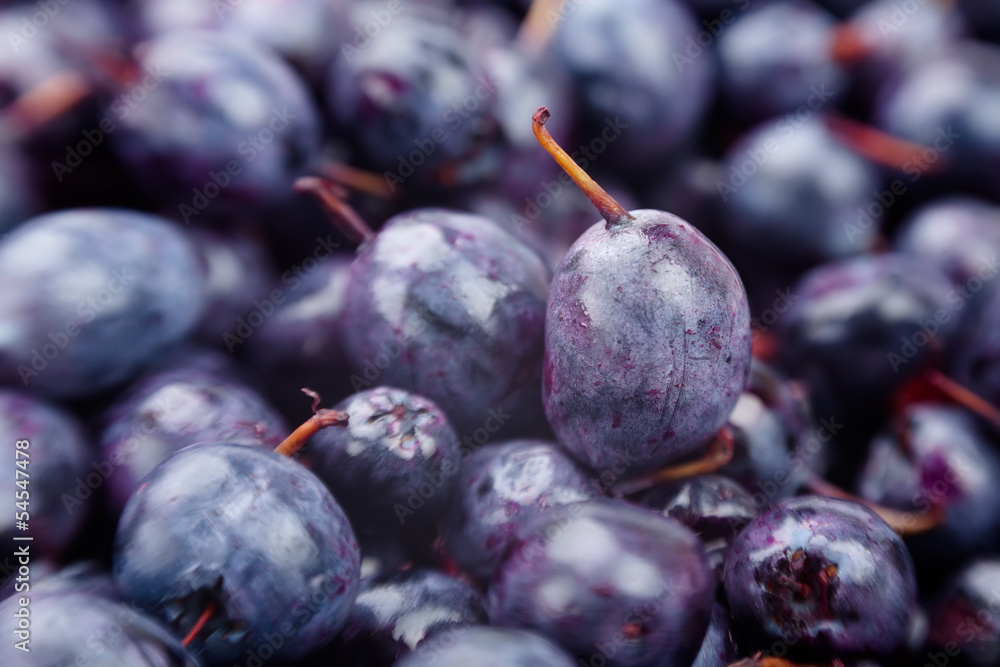 Fototapeta premium blueberry macro closeup