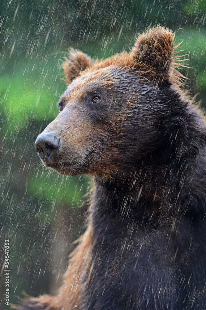 Fototapeta premium brown bear