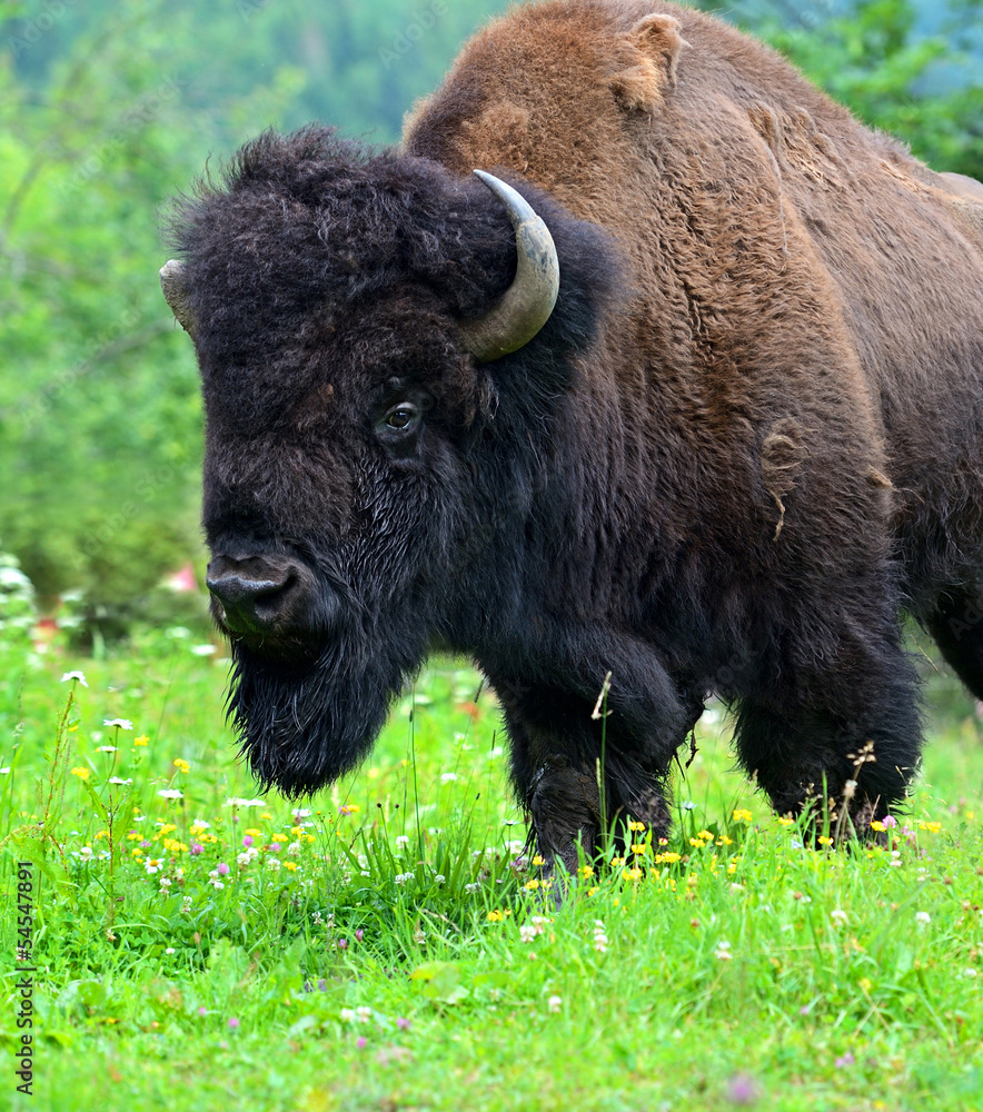 Bison Bison