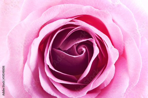 beautiful rose