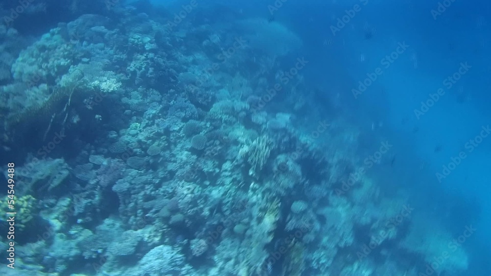 snorkeling in the red sea snorkeling in the red sea
